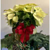 Poinsettia Plant White standard