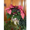 Poinsettia Plant Pink standard