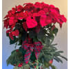 Poinsettia Plant Red standard