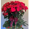 Poinsettia Plant Red deluxe