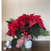 Beautiful Holiday Poinsettia - Standard. An arrangement by Loyalist Flowers.