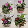 Valentine Day Planter 2024 standard