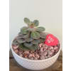 Blushing Succulent Planter standard