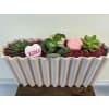 Blushing Succulent Planter premium