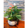 Tropical Bliss Anthurium Mixed Planter premium