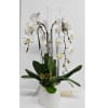 Elegance In White Orchid standard