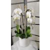 Eclictic Phalaenopsis standard