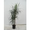 Dracaena Marginata Plant In a Basket deluxe