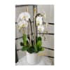 Eclectic Phalaenopsis Orchid Plant standard