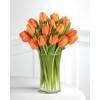 Sunrise Orange Tulips standard