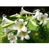 Beautiful Easter Lily standard