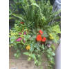 Wendy’s Garden - Deluxe. An arrangement by Morgan Florist.