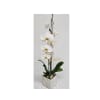 Beautiful In White Orchid premium