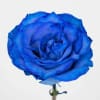 Blue Rose Bouquet standard