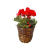 Reiger Begonia standard