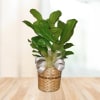 Fashionable Ficus premium