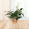 Perfect Peace Lily standard