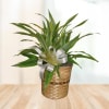 Dashing Dracaena deluxe