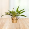 Dashing Dracaena standard