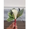 BOUTONNIERE premium