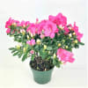 azalea plant /pink shades standard