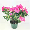 azalea plant /pink shades deluxe
