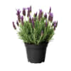 beautiful lavender plant standard