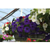 Blooming Hanging Basket for sun standard