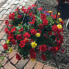 Blooming Hanging Basket for sun deluxe