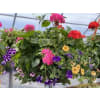 Blooming Hanging Basket for sun premium