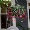 blooming hanging basket for Moderate Sun deluxe