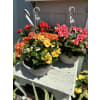 12” Begonia Hanging or 13” Round Patio standard