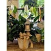 Peace lilly with lantern premium