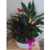 Styled Plants premium