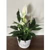 Peaceful Lily Plant - Standard. An arrangement by Loyalist Flowers.