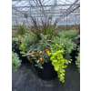 Autumn Outdoor Patio Planter - Deluxe. An arrangement by Nicol Florist.