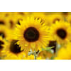 Sunny Sunflowers deluxe