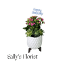 Sally Birthday Bloom and Succulent Garden - Standard. An arrangement by Triple A Florist.
