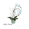 Sally's Ocean Pearl Orchid - Standard. An arrangement by Triple A Florist.