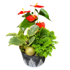 Luscious Seasonal Planter - Standard. An arrangement by Avenue Florist.