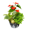 Luscious Seasonal Planter - Premium. An arrangement by Avenue Florist.