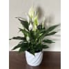 Peaceful Lily Plant - Premium. An arrangement by Loyalist Flowers.