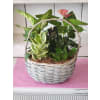 Planter in Basket - Premium. An arrangement by Avenue Florist.