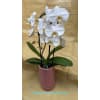 Elegant White Orchid - Standard. An arrangement by Fellows Fernlea Flowers.