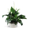 Peaceful Peace Lily Plant - Standard. An arrangement by Loyalist Flowers.