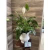 Peace Lily Collection - Standard. An arrangement by Sonia's Florist.
