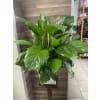 Peace Lily Collection - Deluxe. An arrangement by Sonia's Florist.