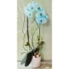 Sally's BLUE ORCHID - POTTED - Premium. An arrangement by Triple A Florist.
