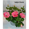 Pink Hibiscus - Premium. An arrangement by Triple A Florist.