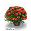 Sally's Fall Garden mum large - Standard. An arrangement by Jimmy's Flower Shop.